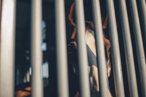 prisión provisional | Traducción jurídica y jurada de inglés a español
